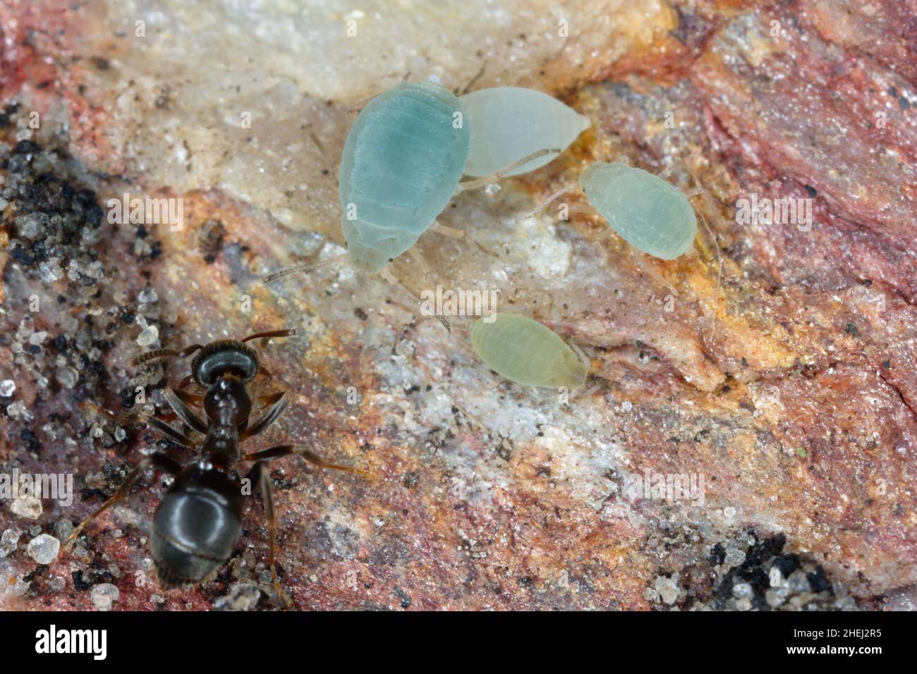 Unterirdische Blattläuse mit Ameisen. Hohe Vergrößerung Stockfoto