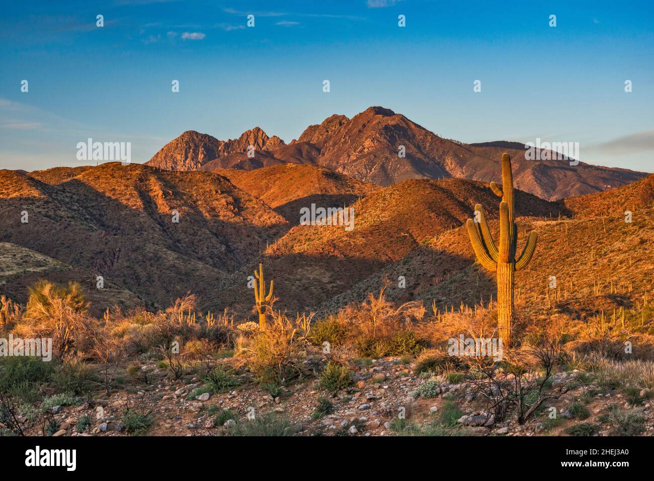 Vier-Gipfel-Massiv, in Mazatzal Mountains, riesiger saguaro, Sonnenaufgang, Blick von der Straße 647 im Tonto Basin, in der Nähe des Cholla Campground, Arizona, USA Stockfoto