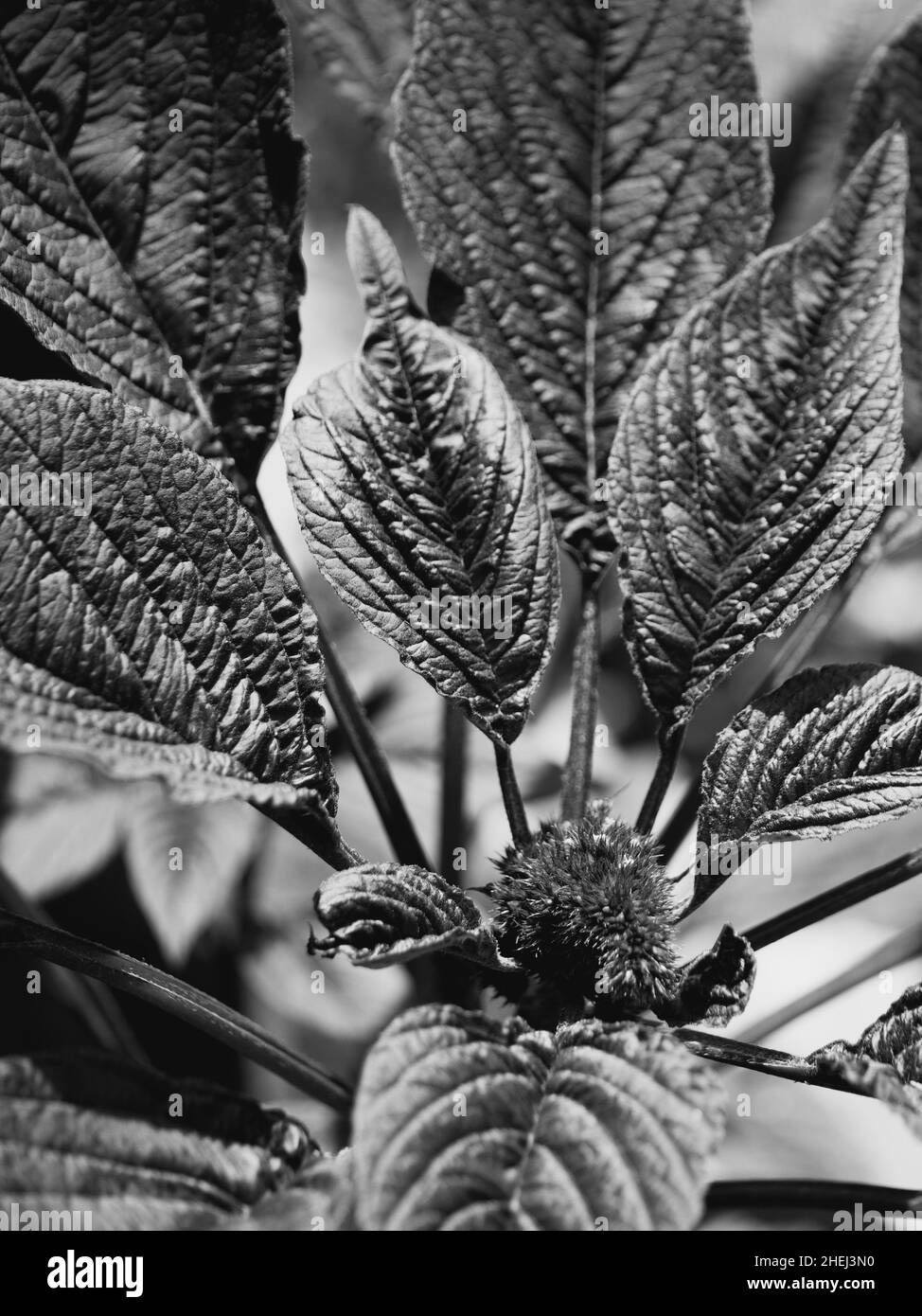 Amaranth Blume und Blätter, Nahaufnahme. Amaranth jede Pflanze der Gattung Amaranthus, die in der Regel kleine grüne, rote oder lila gefärbte Blüten hat. Schwarz A Stockfoto