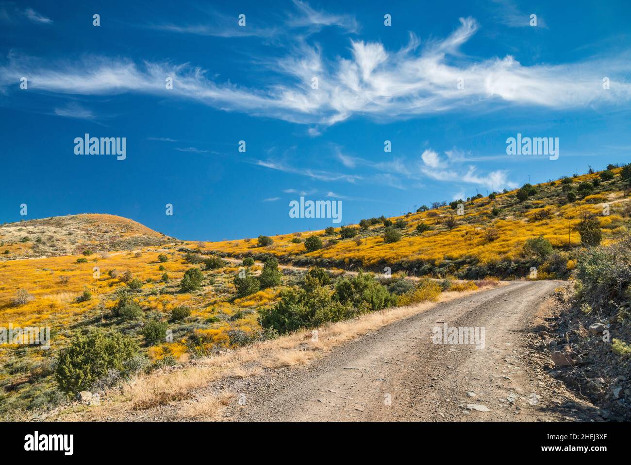 Mount Ord Road (FS 626), blühender Brittlebush, Mazatzal Mountains, Tonto National Forest, Arizona, USA Stockfoto