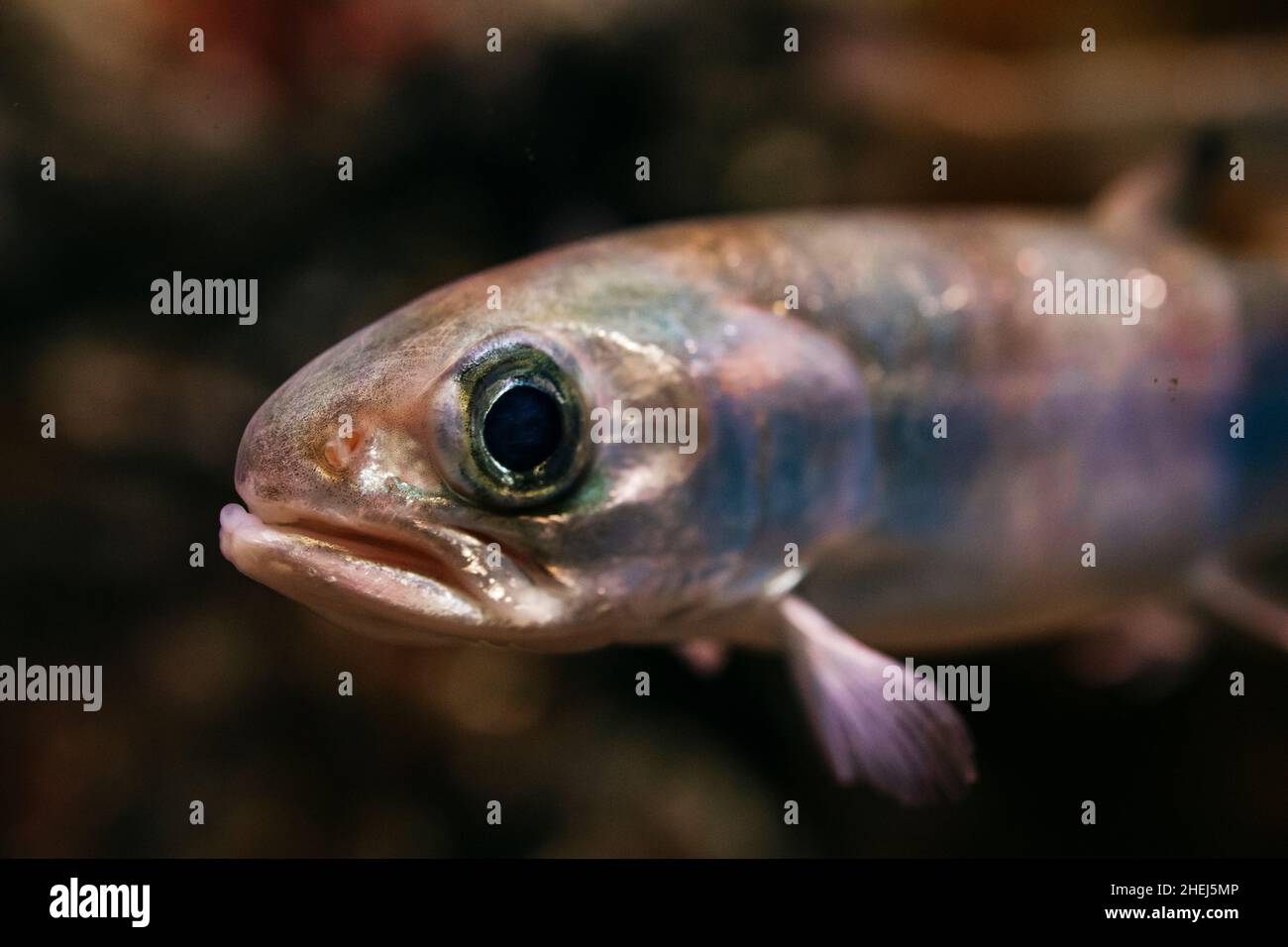 Portrait von Süßwasserfischen im Fluss Stockfoto