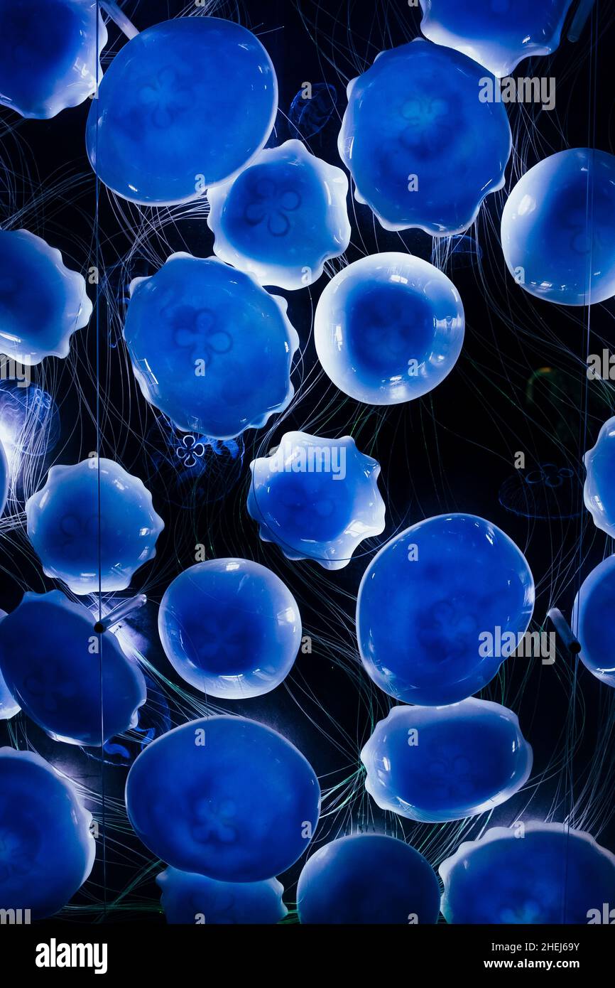 Abstraktion einer blauen Qualle auf schwarzem Hintergrund Stockfoto