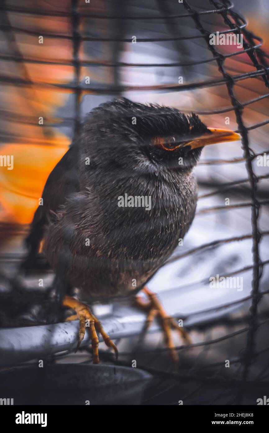 Der wunderschöne Shalik-Vogel im Käfig. Stockfoto