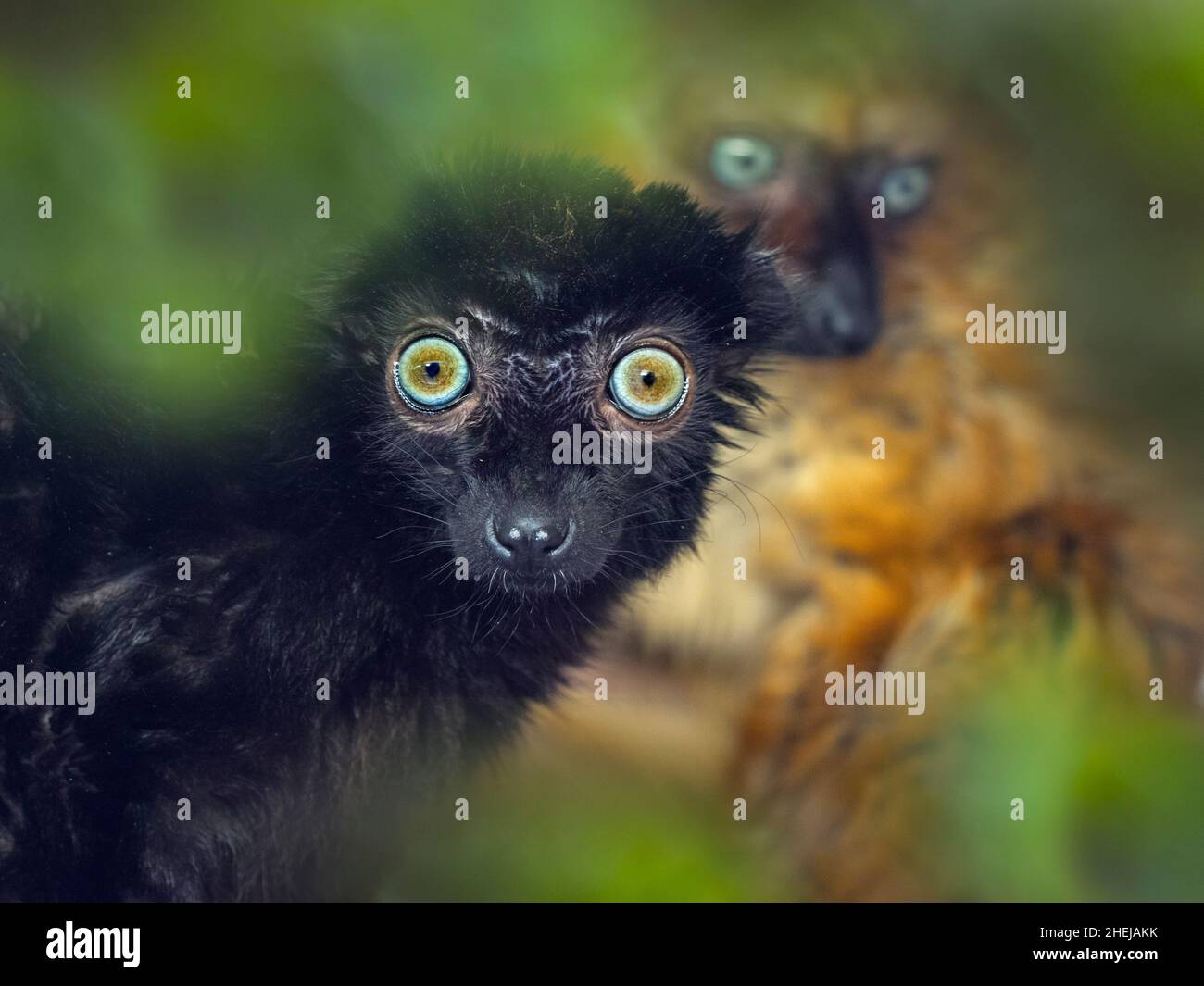 Männlicher und weiblicher Blauäugiger schwarzer Lemur Eulemur flavifrons, auch bekannt als der Sclater-Lemur Stockfoto