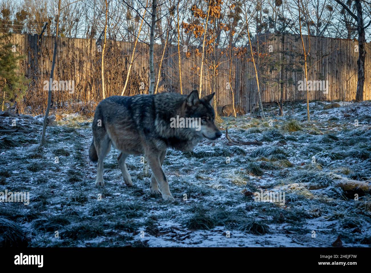 Grauer Wolf in einem Nahaufnahme-Foto. Wintertag, goldenes Stundenlicht. Stockfoto