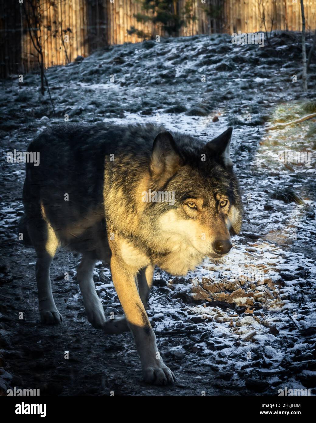 Grauer Wolf in einem Nahaufnahme-Foto. Wintertag, goldenes Stundenlicht. Stockfoto