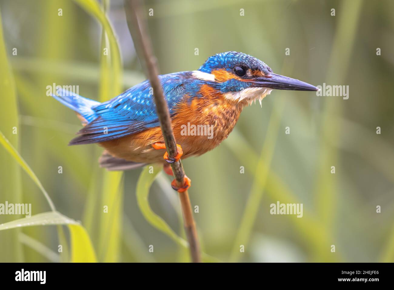 Gewöhnlicher Europäischer Eisfischer (Alcedo atthis), der auf Schilf über dem Fluss thront und nach Fischen jagt. Dieser farbenfrohe Vogel ist in ganz Europa sehr verbreitet. W Stockfoto
