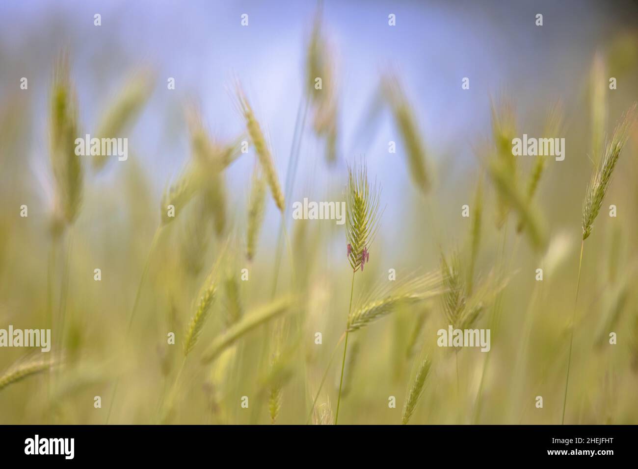 Grasohr abstrakter Hintergrund im Frühlingsfeld mit blauem Himmel Hintergrund Stockfoto