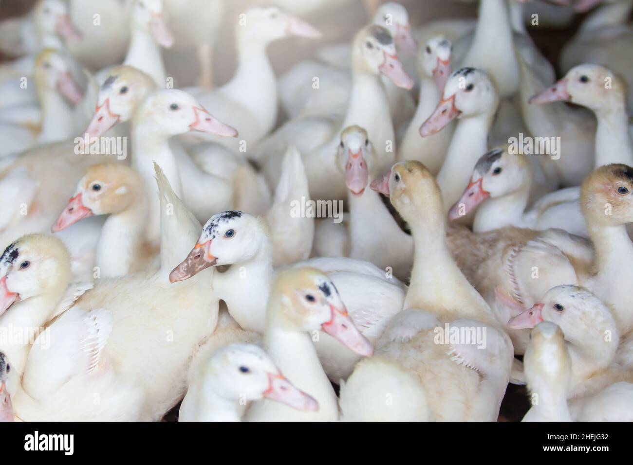 Eine Herde weißer Enten in einer Geflügelfarm, Freilandenten. Eine offene Farm in Thailand. Landwirtschaft, Tierkonzepte. Nahaufnahme. Selektiver Fokus. Stockfoto