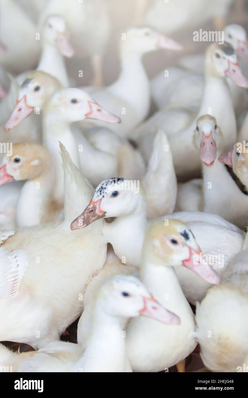 Eine Herde weißer Enten in einer Geflügelfarm, Freilandenten. Eine offene Farm in Thailand. Landwirtschaft, Tierkonzepte. Nahaufnahme. Selektiver Fokus. Stockfoto