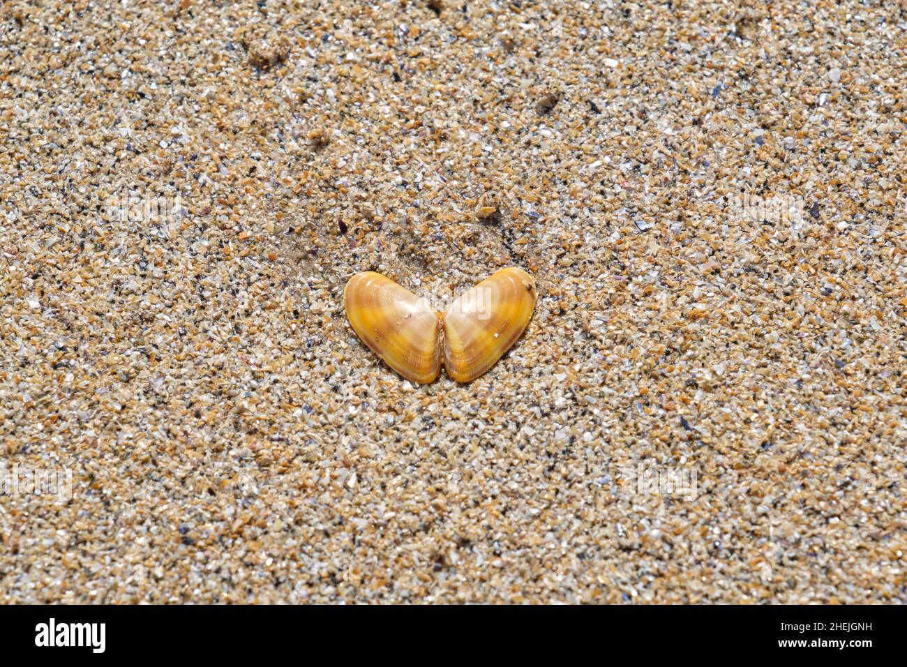Muschel am Strand Stockfoto
