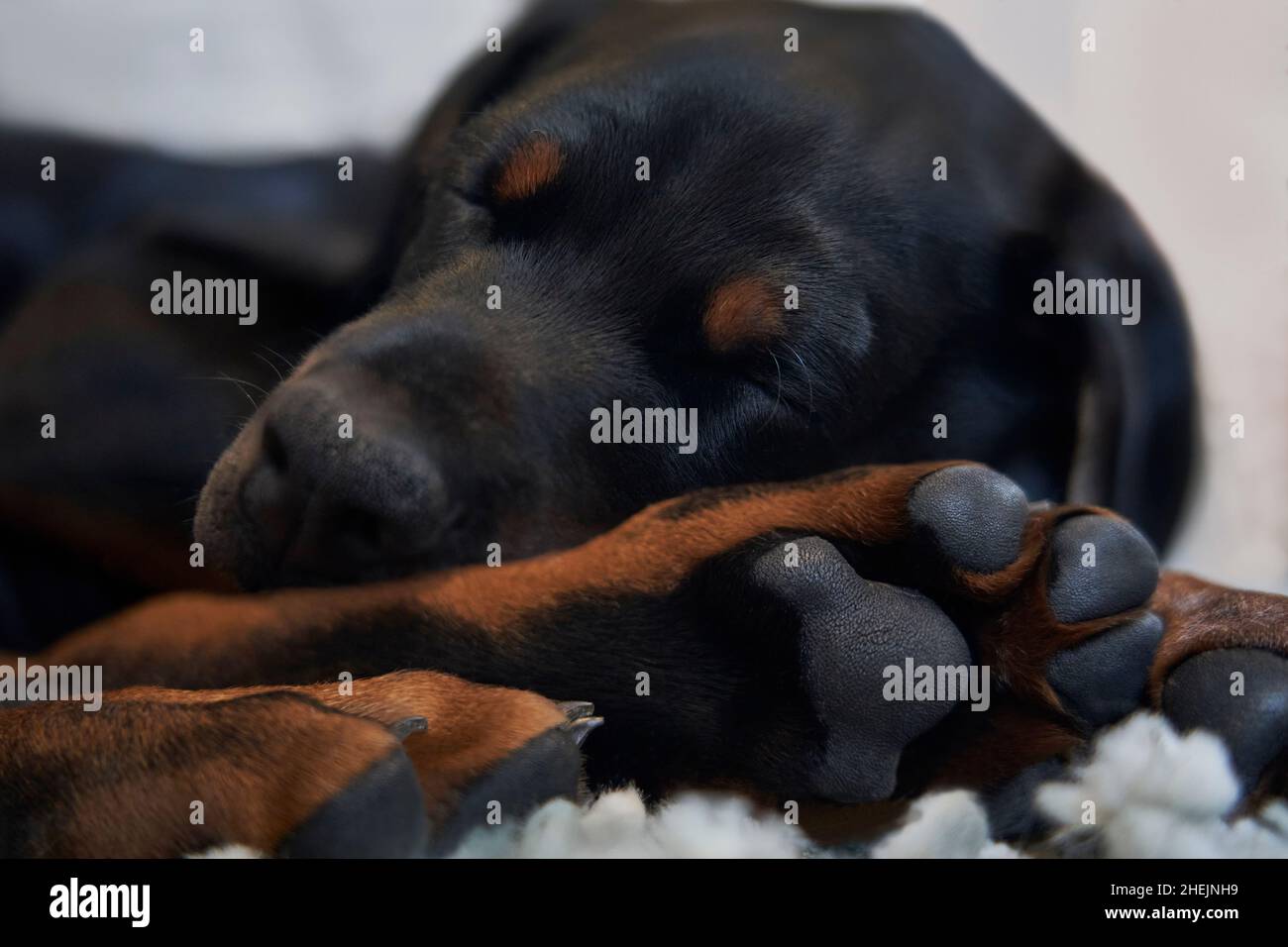Nahaufnahme des Dobermannhundes, der mit Pfoten im Vordergrund schläft Stockfoto