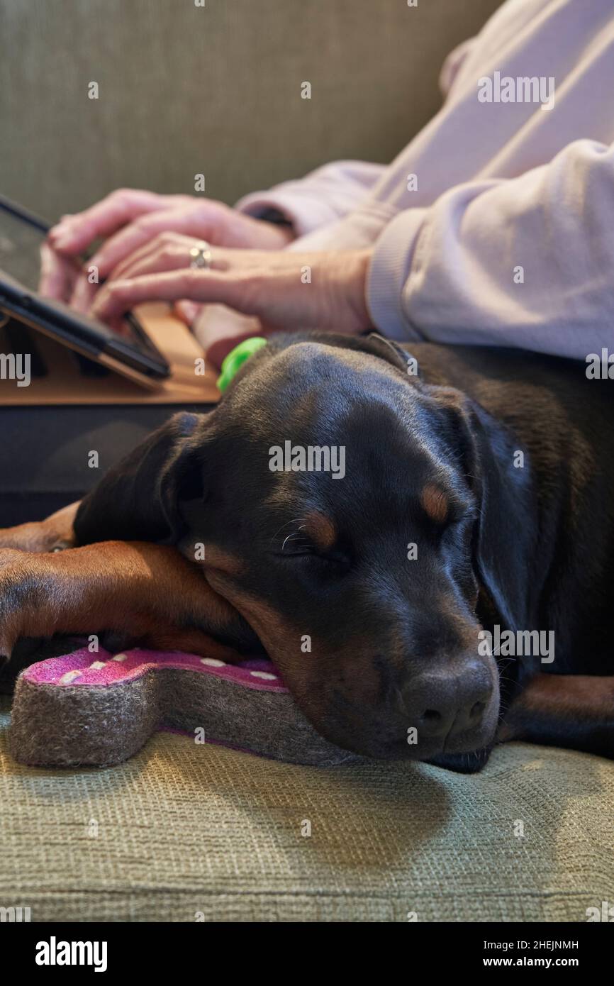 Der Hund Doberman schläft auf dem Sofa, während der Besitzer online nach einer Tierversicherung sucht Stockfoto