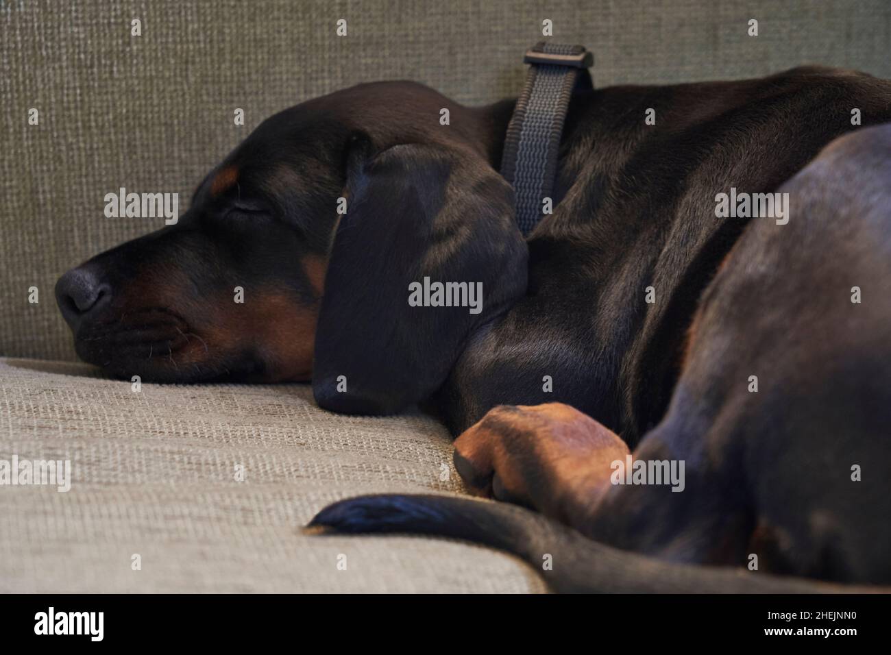 Dobermann Welpenhund liegt auf dem Sofa und schläft Stockfoto