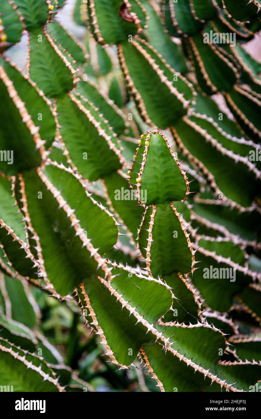 Kaktus Monadenium rhizophora Stockfoto
