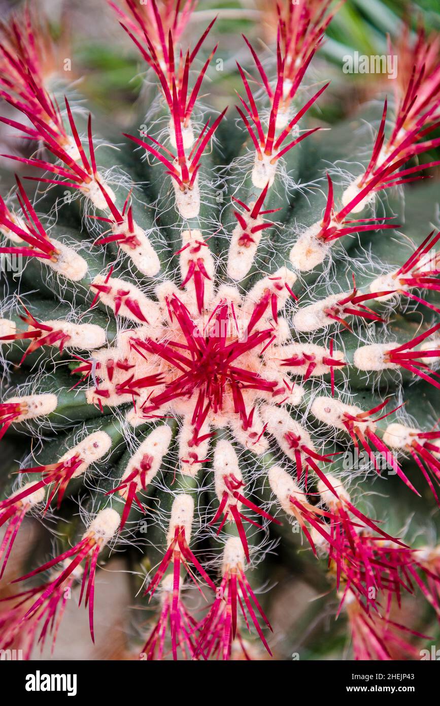 Kaktus Ferocactus pilosus Stockfoto