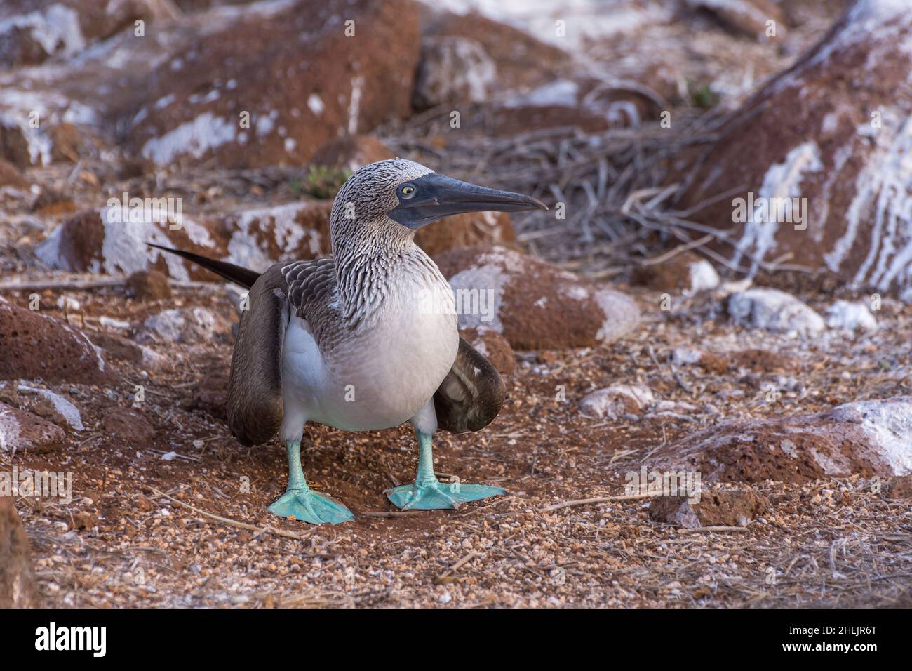 Nach Blue Footed Booby (Sula nebouxii) stehen am Ufer in den Galapagos Inseln. Stockfoto