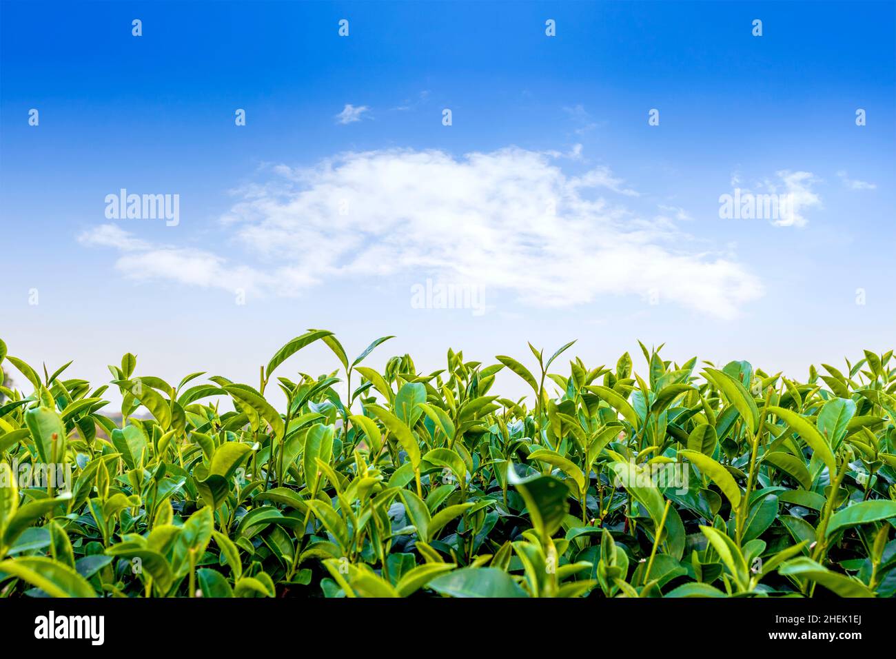 sonnenaufgang auf der Grüntee-Plantage in Chiang Rai, Thailand Stockfoto