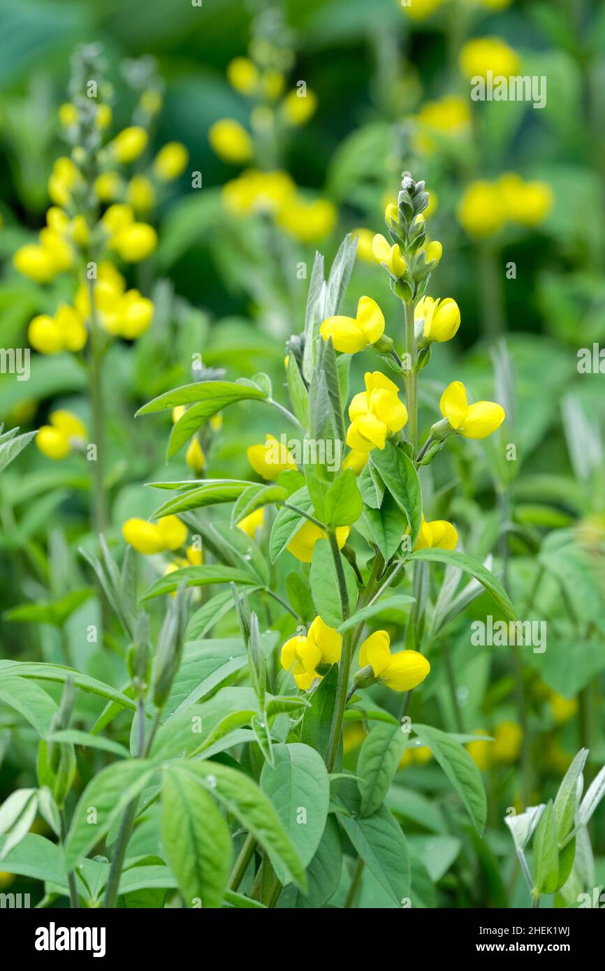 Thermopsis lanceolata, konische falsche Lupine. Aufrechte Spitzen von blassgelben, lupinenartigen Blüten Stockfoto