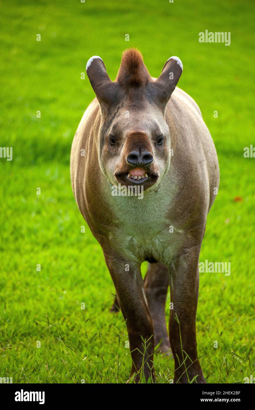 Tapir ist das größte Landsäugetier Südamerikas. Dieser kommt regelmäßig auf den Campingplatz des Parque Nacional das EMAS, Goiás, Brasilien, um etwas zu essen Stockfoto