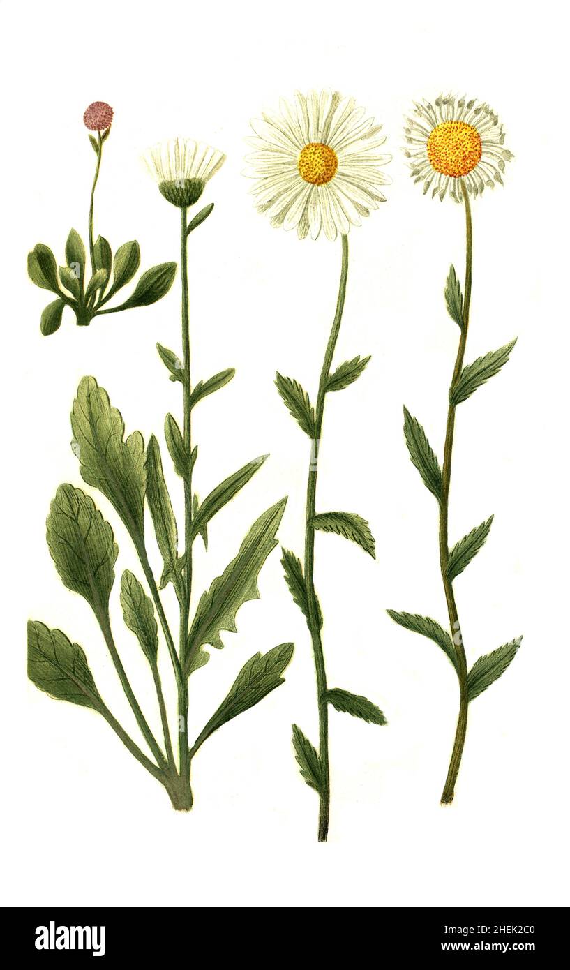 Bellis caerulea deu globularia und Bellis caerulea und Bellis major Folio sinuato hirsuto und Bellis major Pratensis flore albo, Varianten des Gänseblümchens, eine Pflanzengattung aus der Familie der Korbblütler, Phytanthoza iconographia, historische Pflanzenillustration aus dem um 1740 erschienen Buch, historische Pflanzenillustration aus dem Buch, erschienen um 1740 Digital verbessert Stockfoto