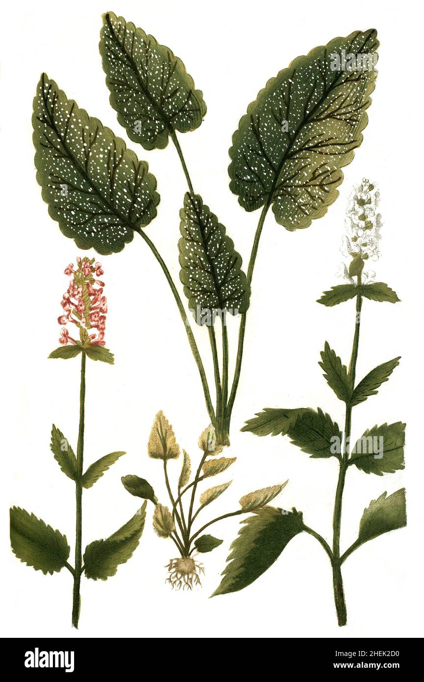 Stachys Officinalis Botanische Illustration Ausgeschnittene Stockfotos 