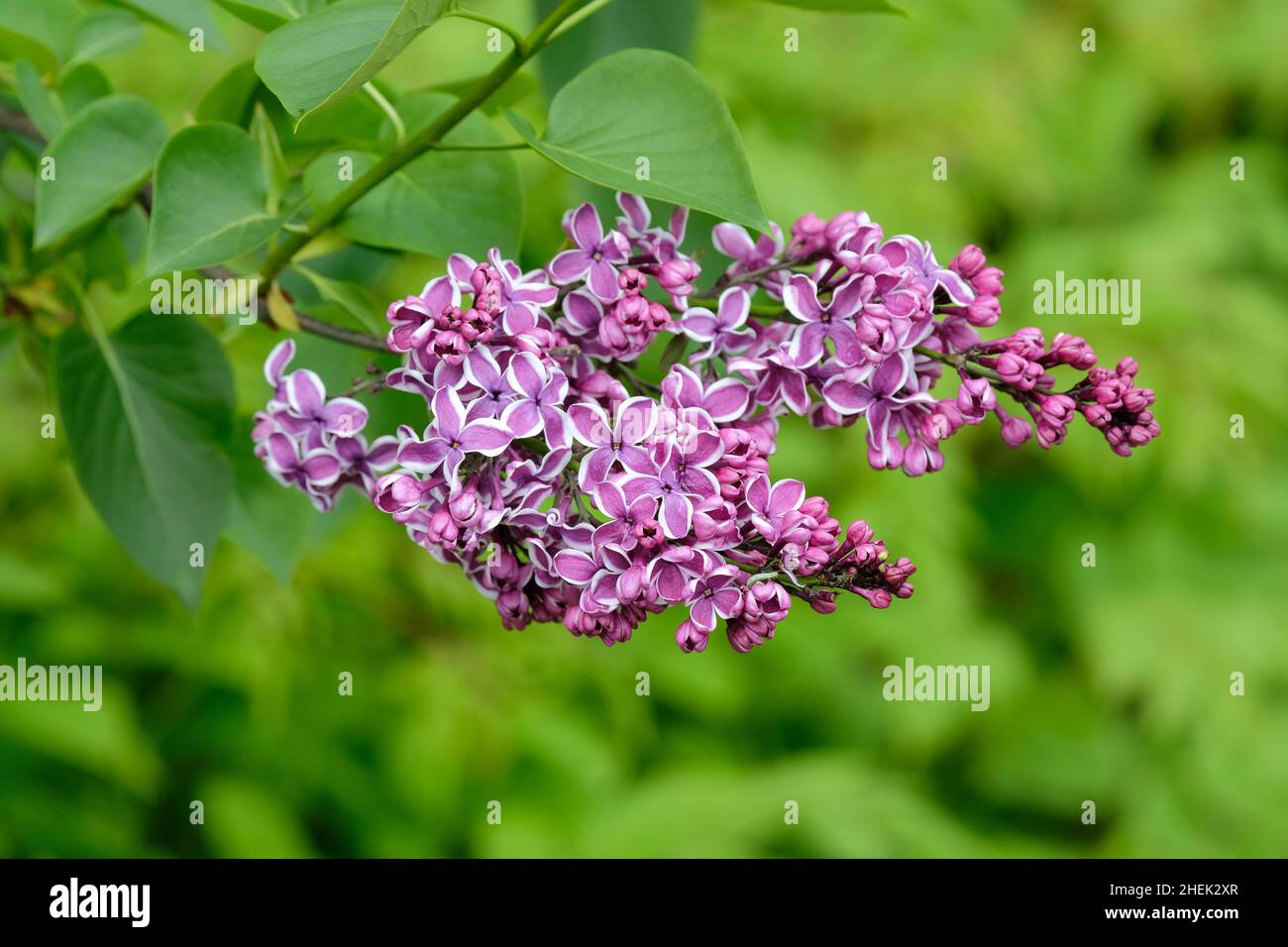 Syringa vulgaris „Sensation“, lila „Sensation“. Rot-lila Blüten mit weißen Einrandung Stockfoto