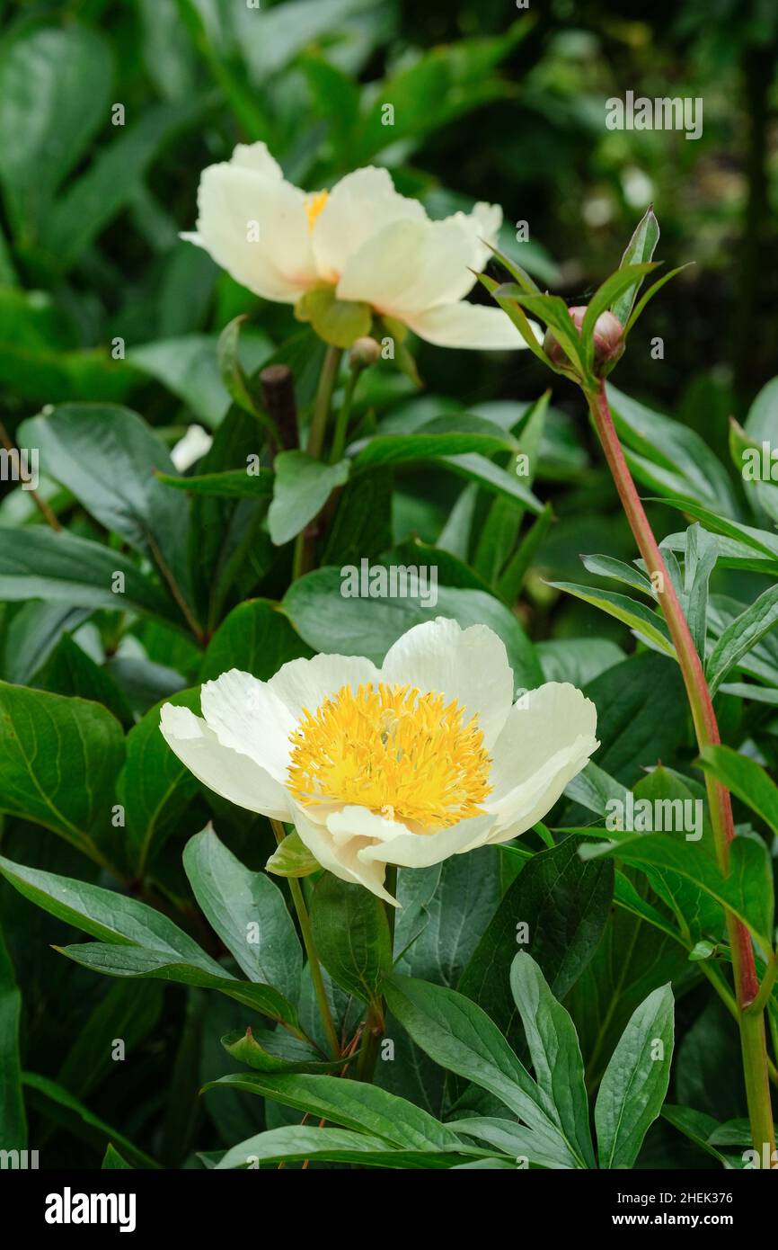 Paeonia 'Claire de Lune', Pfingstrose 'Claire de Lune' Pale gelbe Blüten mit leicht zerkrinkelten Blütenblättern Stockfoto