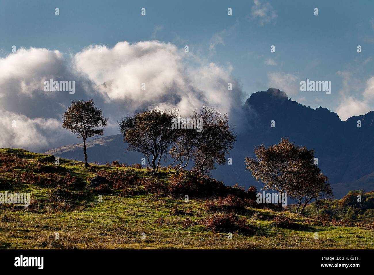 Herbstbäume, in der Nähe von Torrin, Isle of Skye, Schottland. Stockfoto