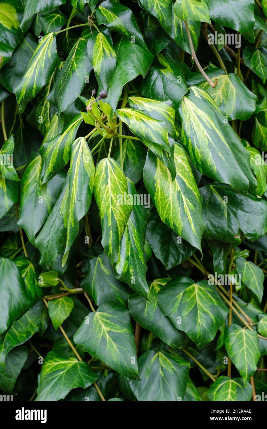 Hedera colchica „Schwefelherz“, Persian Ivy, Paddy's Pride. Mittelgrüne Blätter, die mit Gelb bespritzt sind Stockfoto