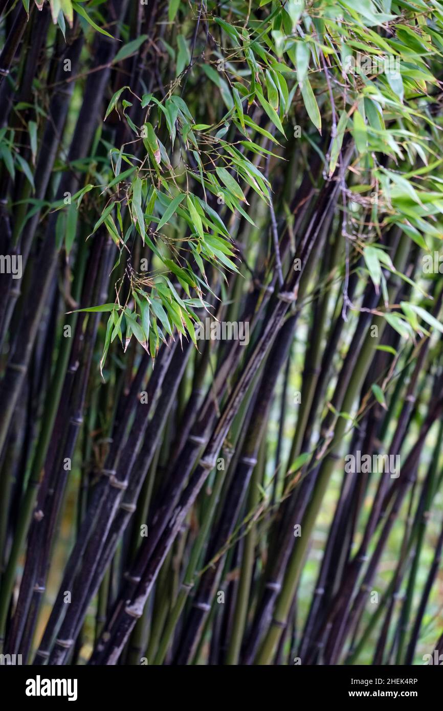 Schwarzer Bambus, Peitschenstock, Kuro-chiku, bambusa nigra, Laufbambus, phyllostachys nigra. Schwarze Stöcke / Stängel Stockfoto