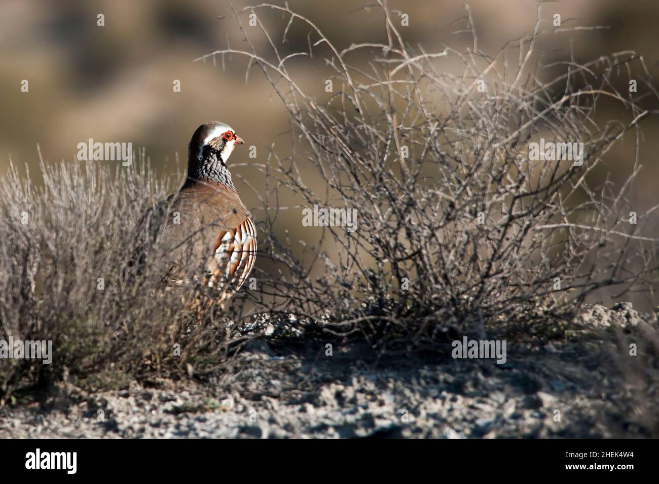 Das Rotbeinige Rebhuhn ist eine Art von galliformen Vögeln aus der Familie der Phasianidae Stockfoto