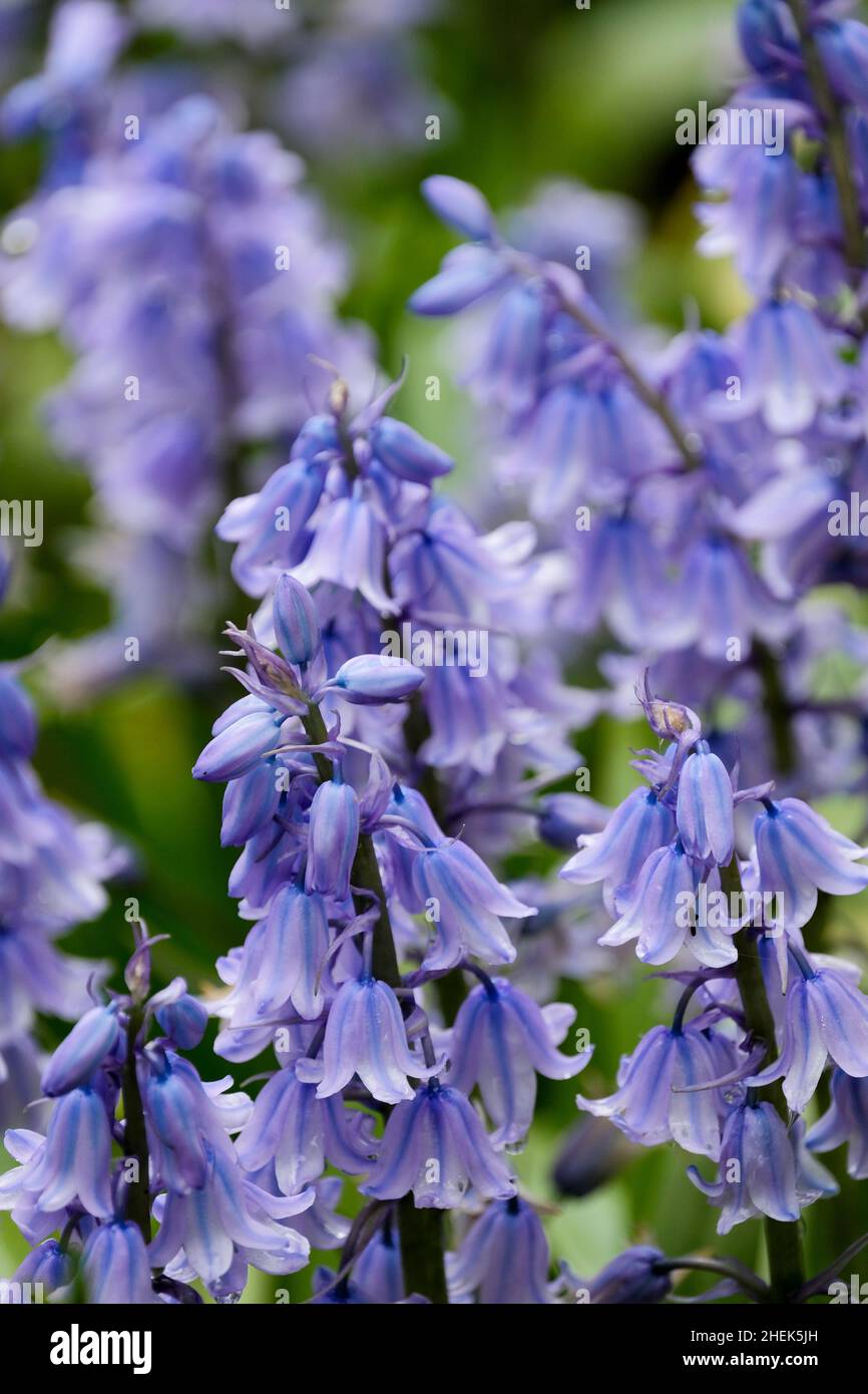 Hyacinthoides hispanica, spanische Bluegells, Nahaufnahme von blassblauen Blüten Stockfoto