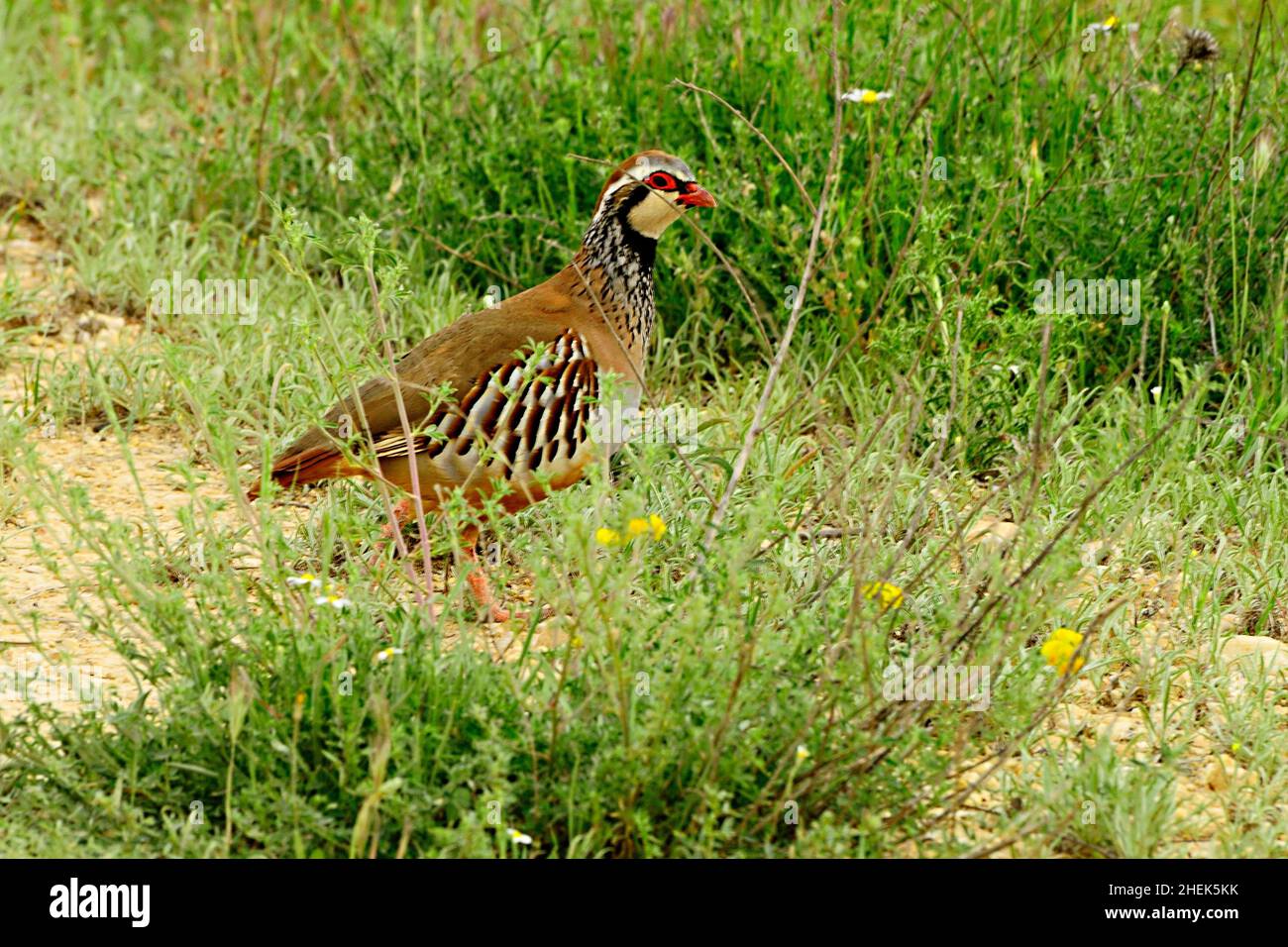 Das Rotbeinige Rebhuhn ist eine Art von galliformen Vögeln aus der Familie der Phasianidae Stockfoto