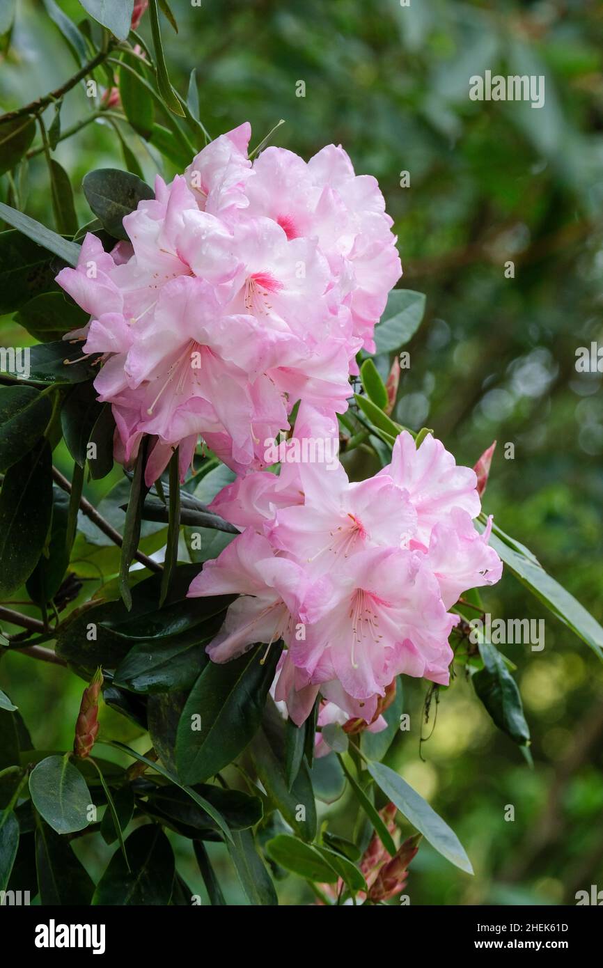 Rhododendron 'Mrs Walter Burns'. Blassrosa Blüten im Frühling. Stockfoto
