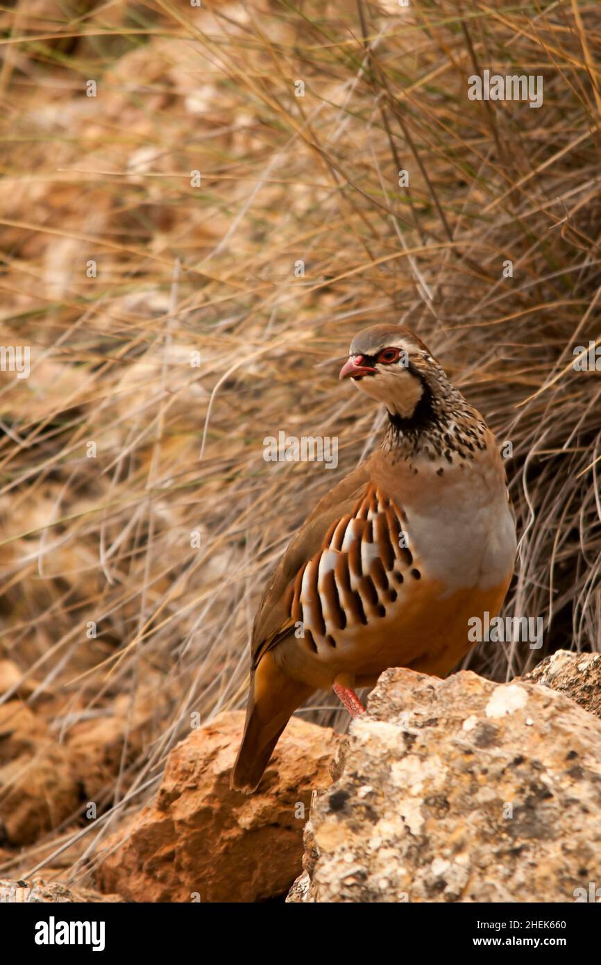 Das Rotbeinige Rebhuhn ist eine Art von galliformen Vögeln aus der Familie der Phasianidae Stockfoto