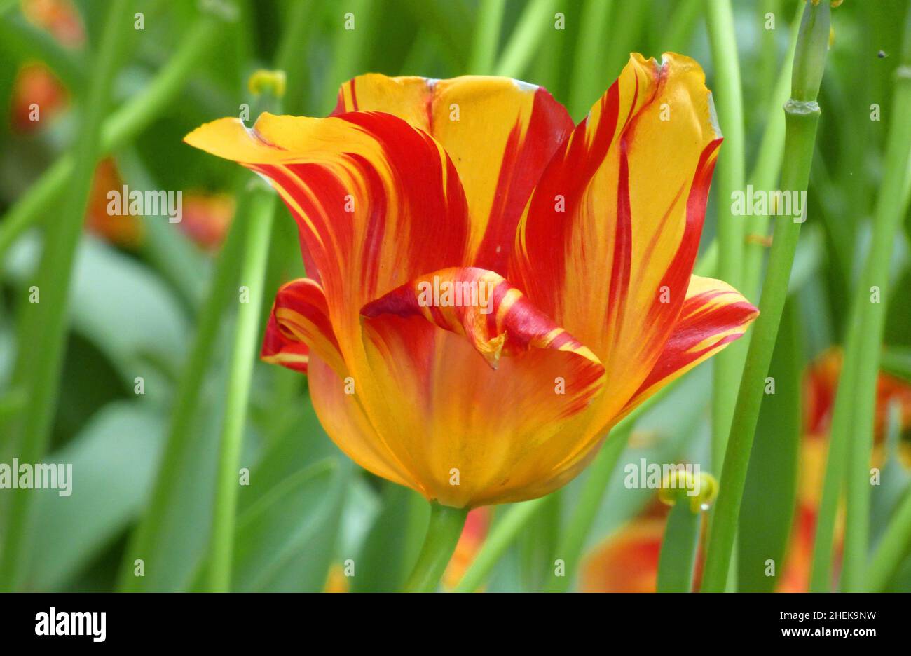 Flammende rote und gelbe Tulpe am Ende der Blütezeit Stockfoto