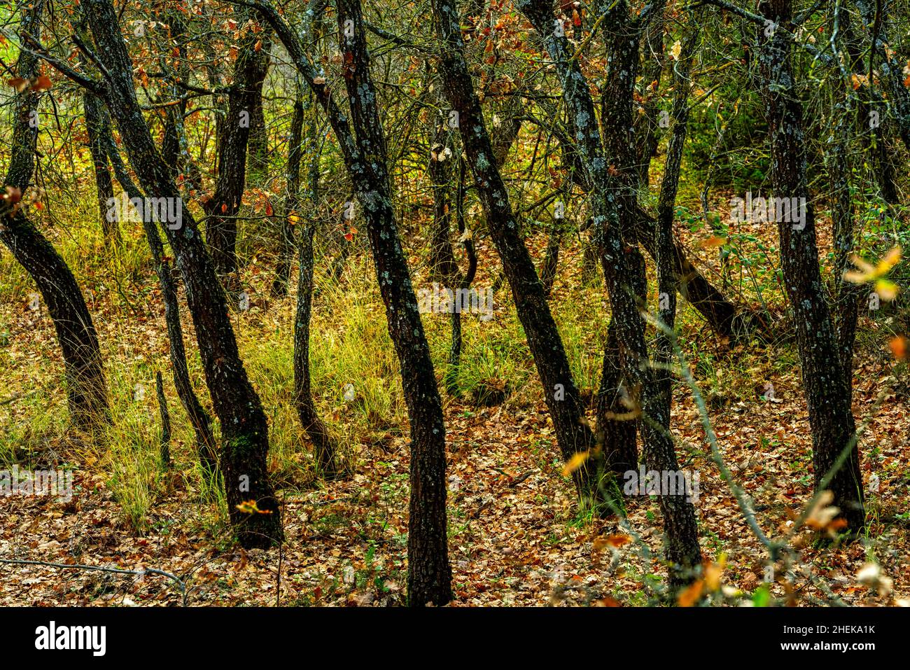 Junger Eichenwald mit dem Boden bedeckt mit abgestorbenen Blättern. Abruzzen, Italien, Europa Stockfoto
