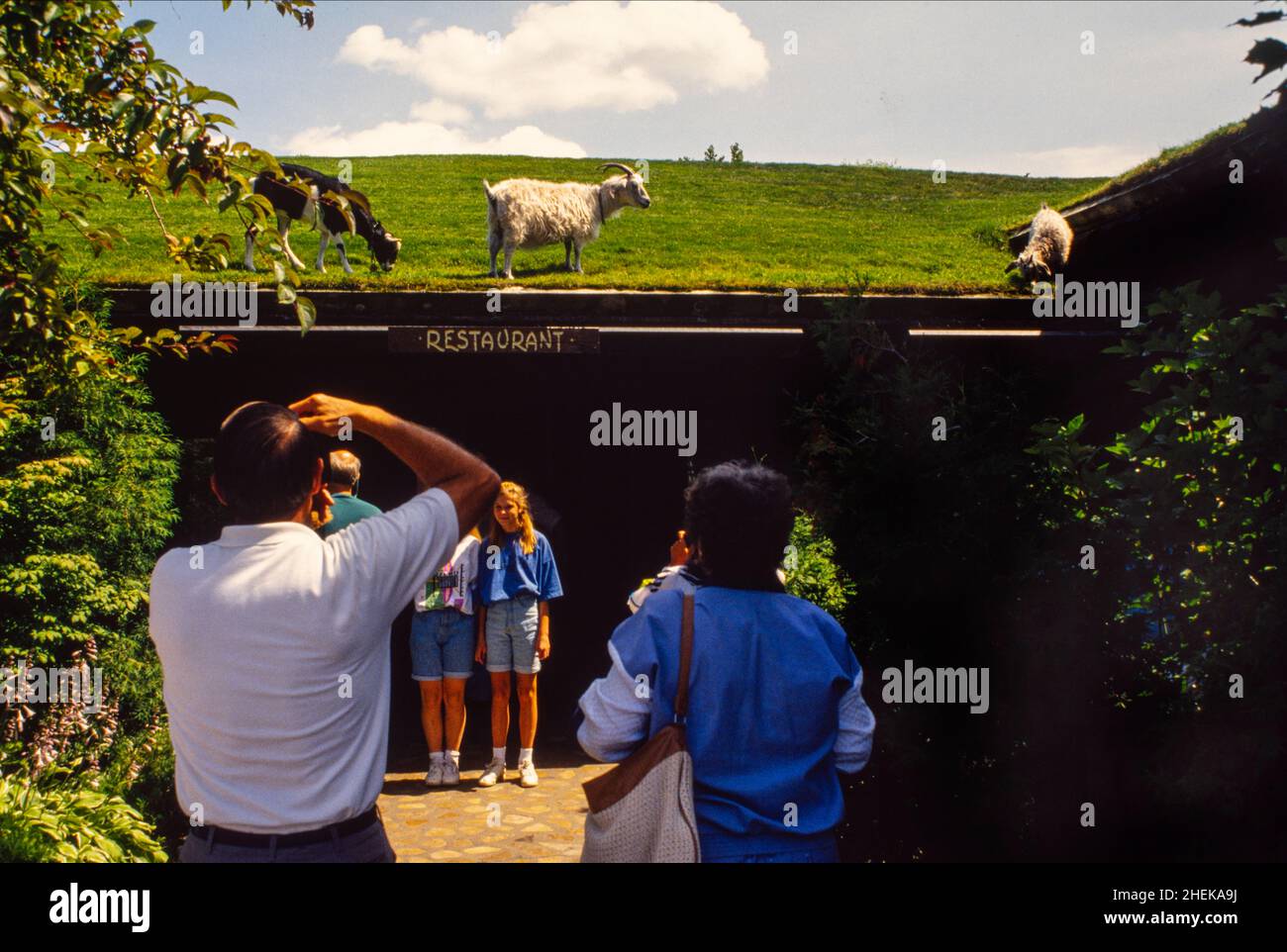 Ziegen grasen auf dem Grasdach des schwedischen Restaurants und Butik von Al Johnson in Sister Bay Wisconsin Stockfoto