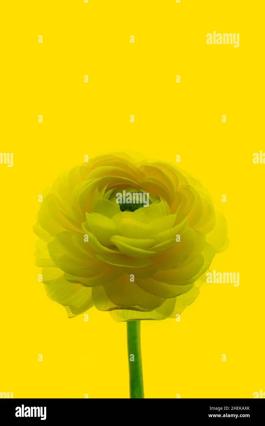Eine große gelbe Ranunculus-Blume auf gelbem Hintergrund.isolierte asiatische Butterblume auf einem perfekt gelben Hintergrund. Layout für ein Design mit Platz zum Kopieren. Hochwertige Fotos Stockfoto