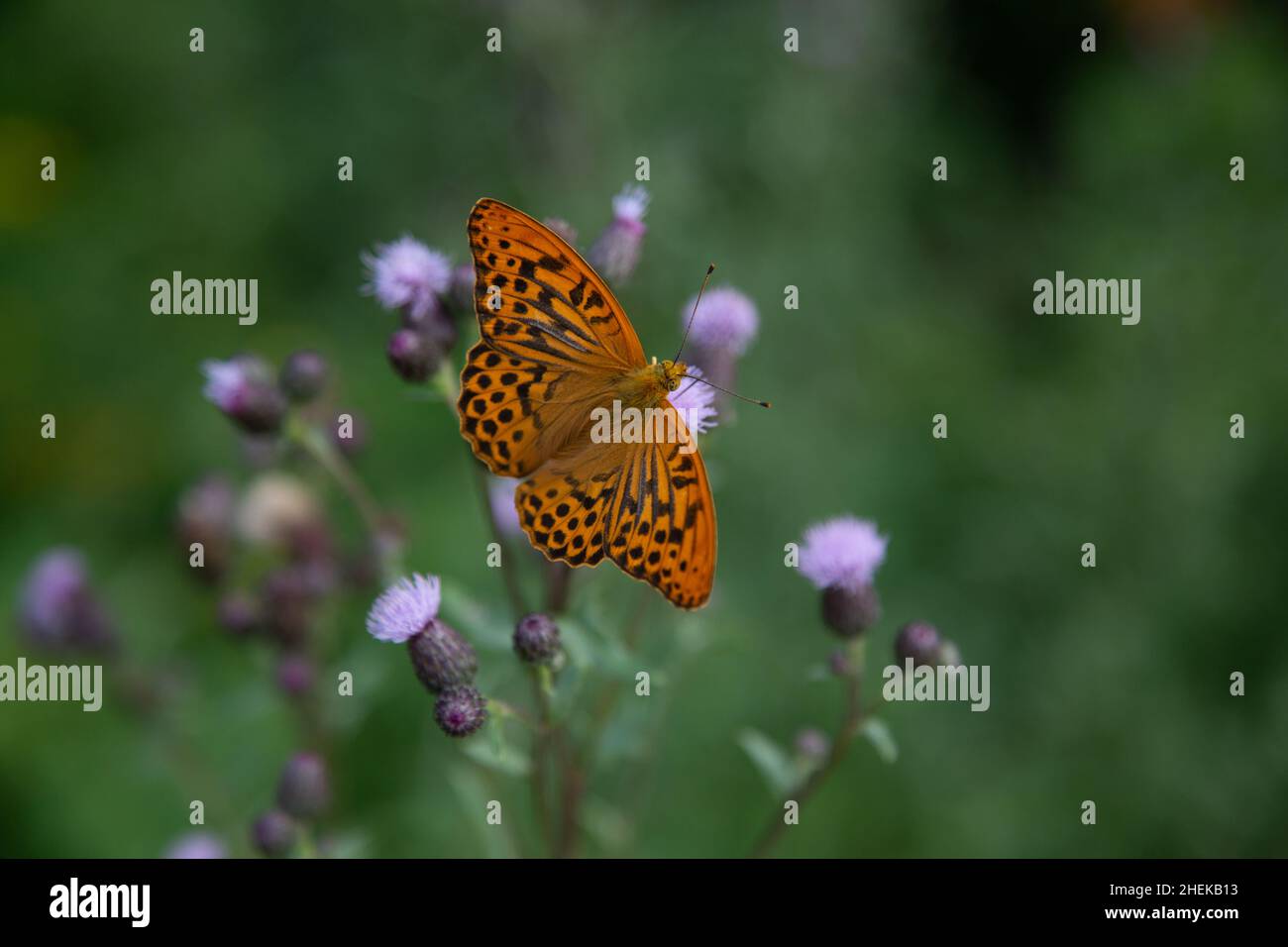 Ein dunkelgrüner Fritillär (lat.: Speyeria aglaja, SYN.: Argynnis aglaja) Schmetterling - eine Schmetterlingsart aus der Familie Nymphidae - auf einem kriechenden Stockfoto