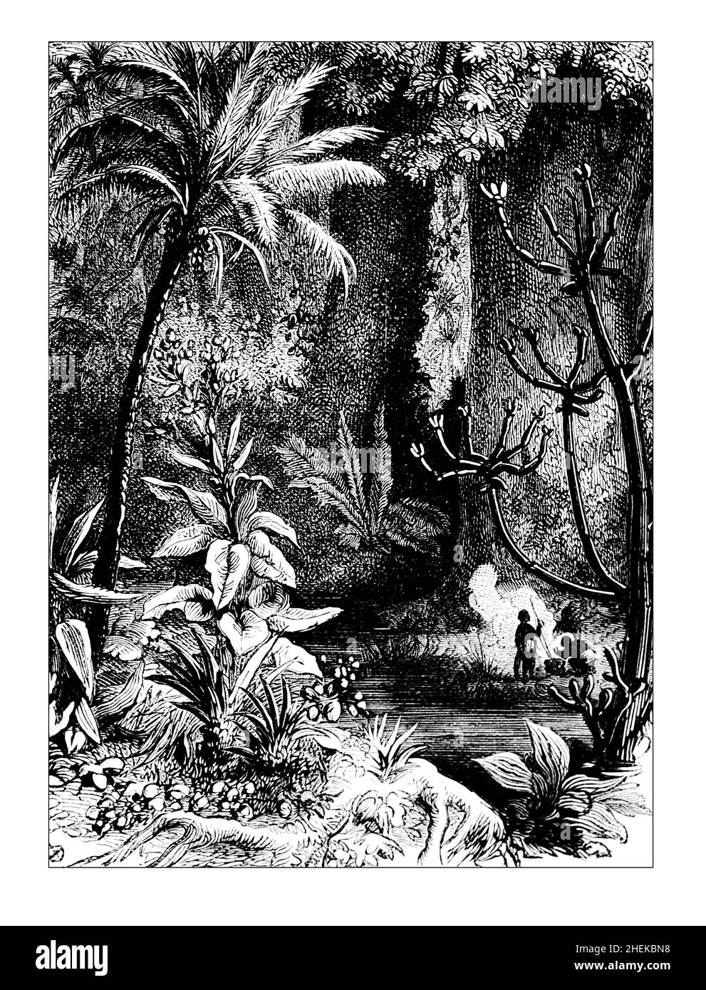 Bamharra Forest, Line Illlustration from Central Africa, Japan and Fiji, veröffentlicht 1882 bei Hodder & Stoughton, London Stockfoto