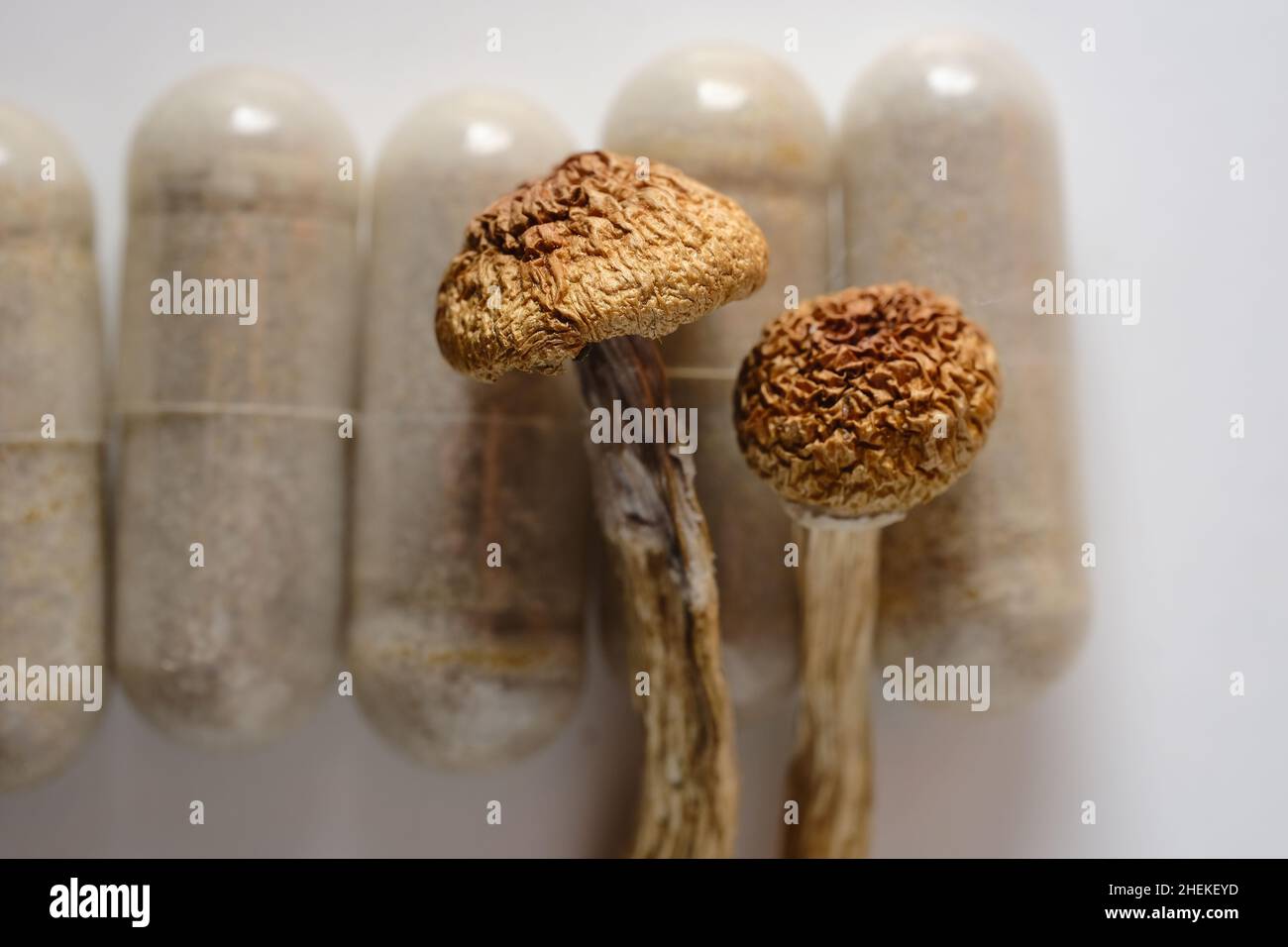 Mikrodosierkonzept. Trockene Psilocybin-Pilze als natürliche Kräuterpillen auf weißem Hintergrund. Psychedelischer Zauberpilz als medizinische Ergänzung. Stockfoto