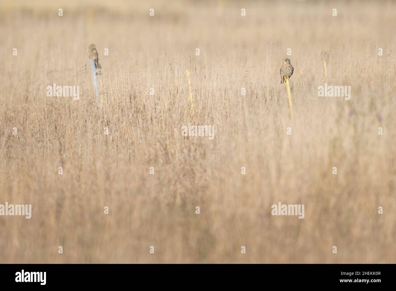 Ein gewöhnlicher Turmfalken (Falco tinnunculus), der auf einem Holzpfahl thront. Stockfoto