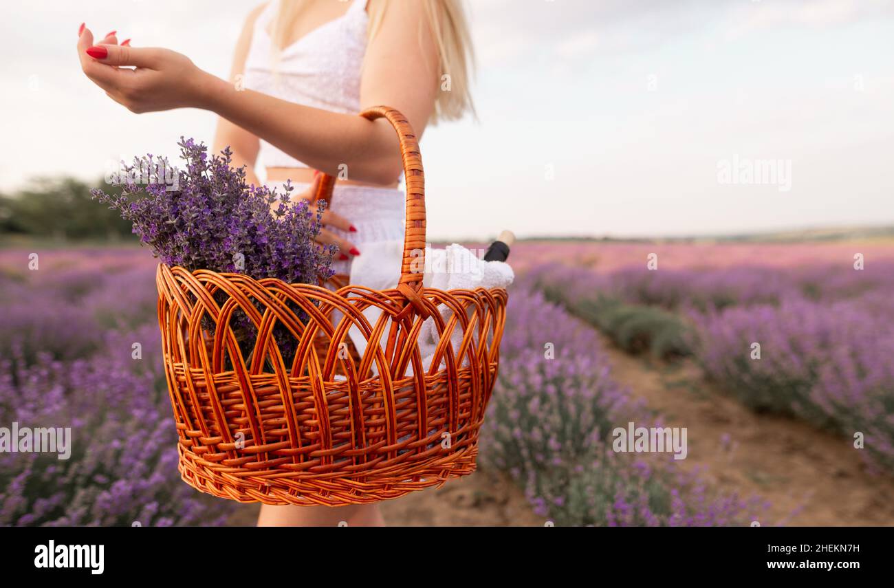 Lavendelfeld und ein Mädchen in einem weißen Kleid mit einem Korb mit Blumen und Wein im Sommer bei Sonnenaufgang. Natürliche Schönheit und Aromatherapie. Gehen Sie in ein Stockfoto