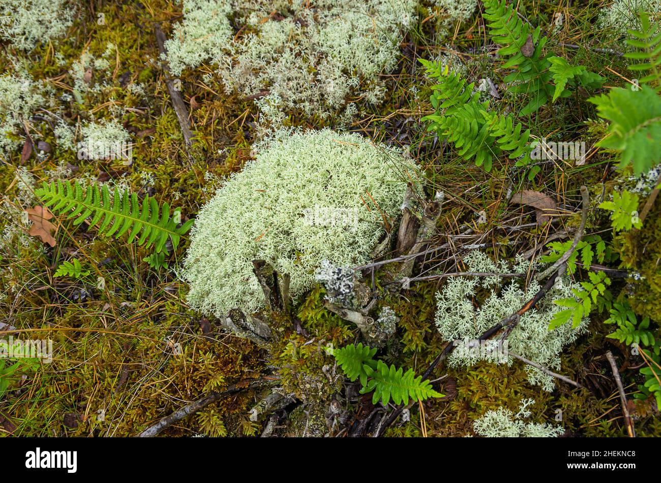 Vegetation von Moosen und Farnen, die in Skandinavien in südschwedischen Waldgebieten häufig anzutreffen sind. Stockfoto