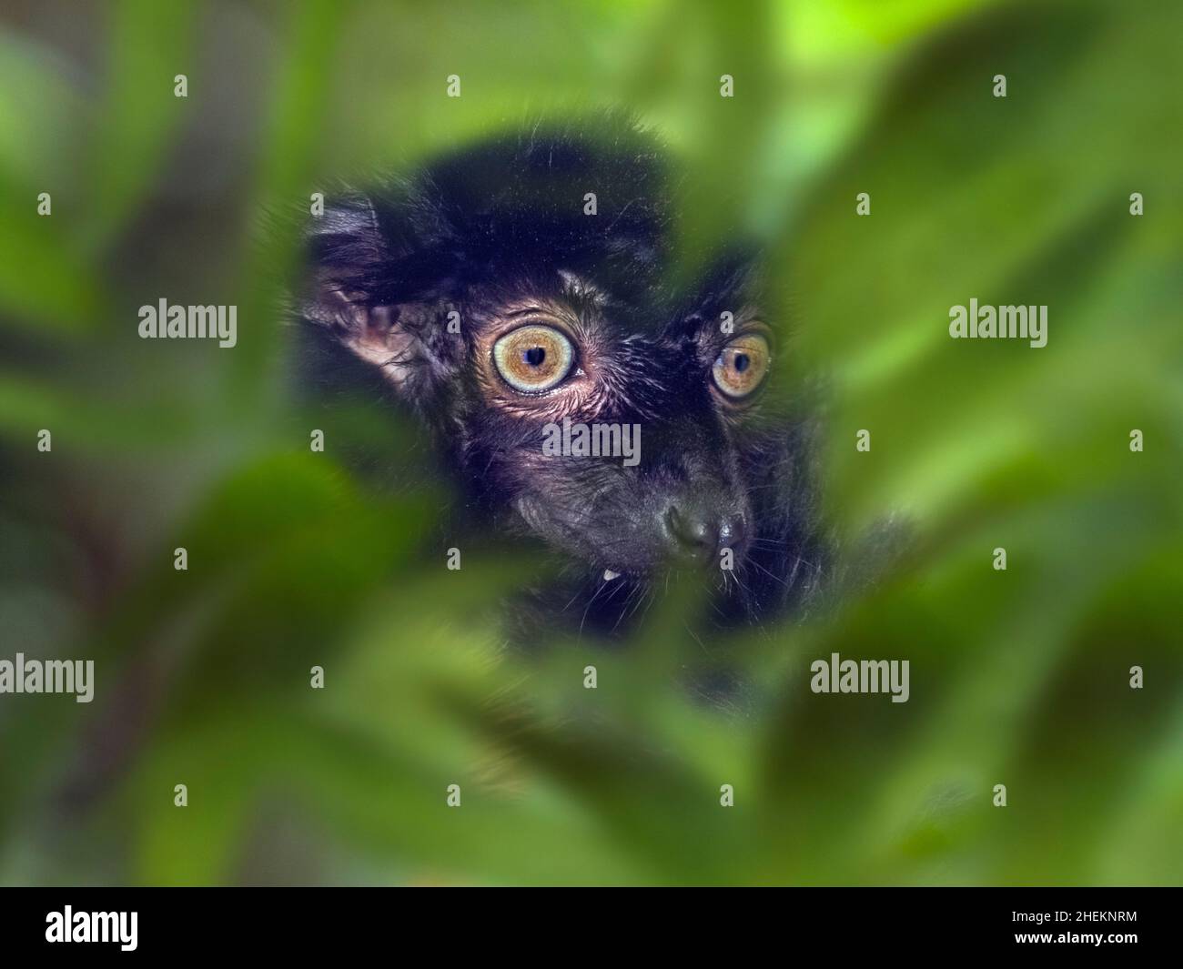 Männlich Blue-eyed Black lemur Eulemur flavifrons auch als lemur der Sclater bekannt Stockfoto
