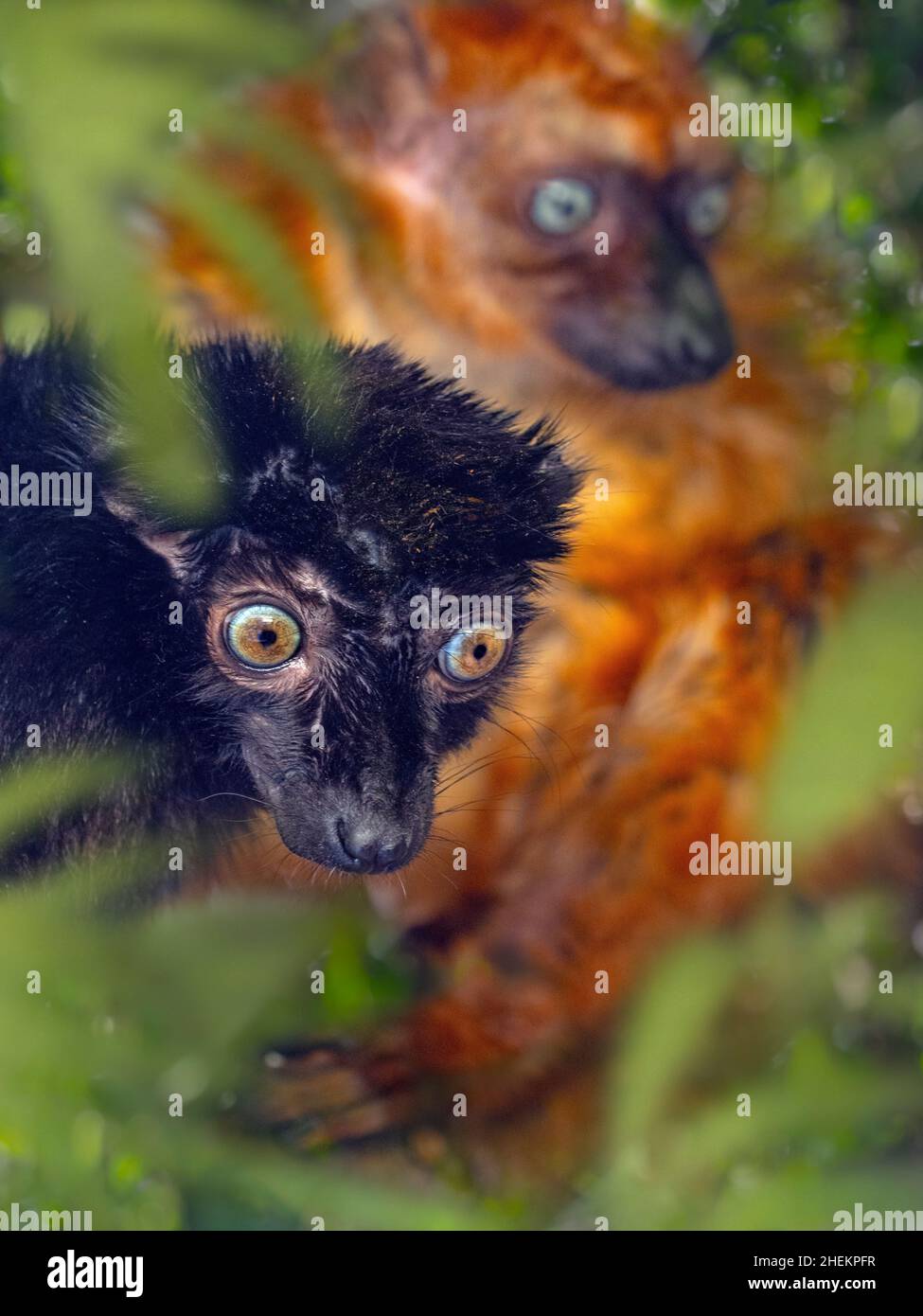 Männlicher und weiblicher Blauäugiger schwarzer Lemur Eulemur flavifrons, auch bekannt als der Sclater-Lemur Stockfoto