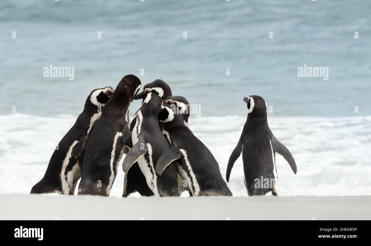 Eine Gruppe Magellanic Pinguine versammelten sich an einem sonnigen Sommertag auf den Falkland-Inseln an einem Sandstrand. Stockfoto