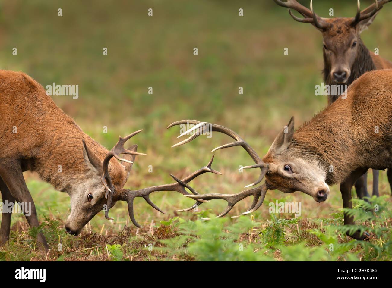 Nahaufnahme von zwei Rothirsch-Hirschen, die kämpfen, und einem Zuschauer während der Brunftzeit im Herbst in Großbritannien. Stockfoto